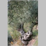 075 ..zum Beispiel um diesen hier ....JPG 075 ..zum Beispiel um diesen hier ....JPG